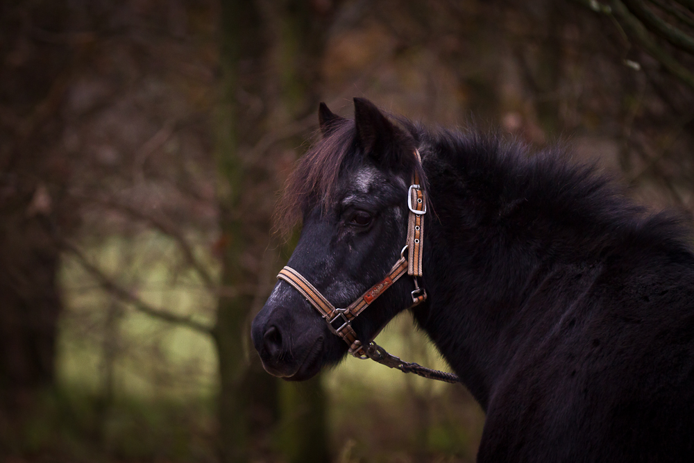 Ronja