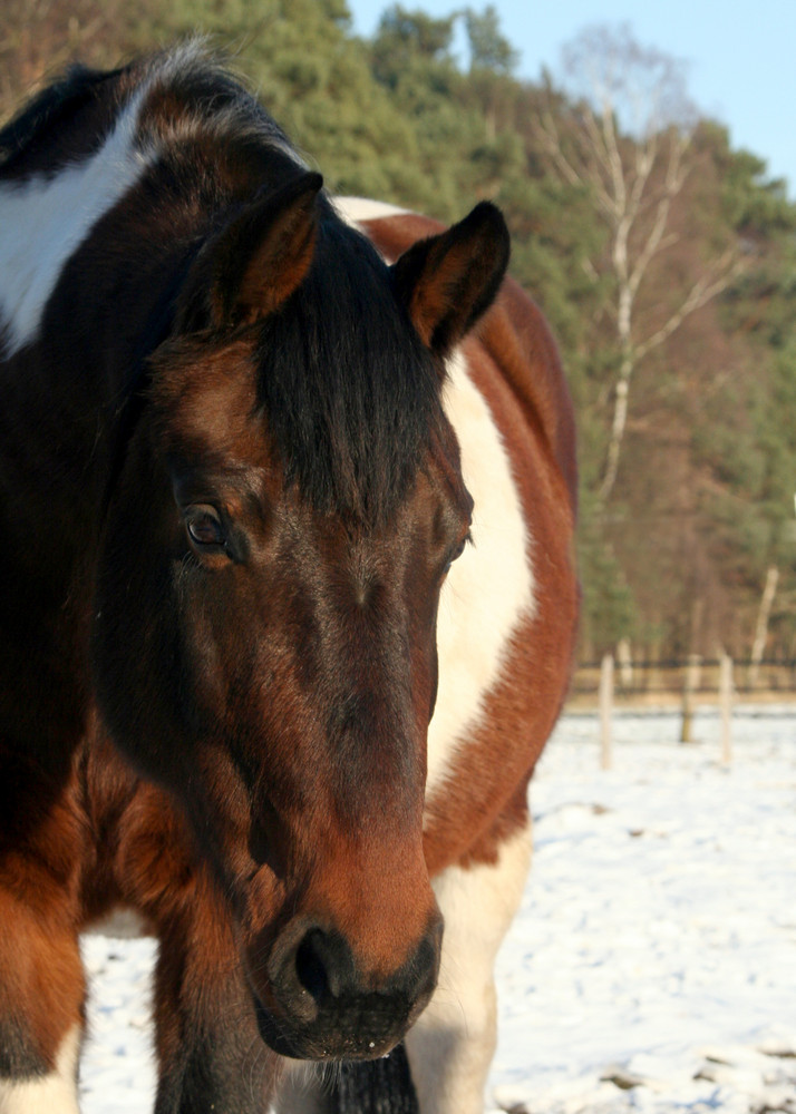 Ronja 2