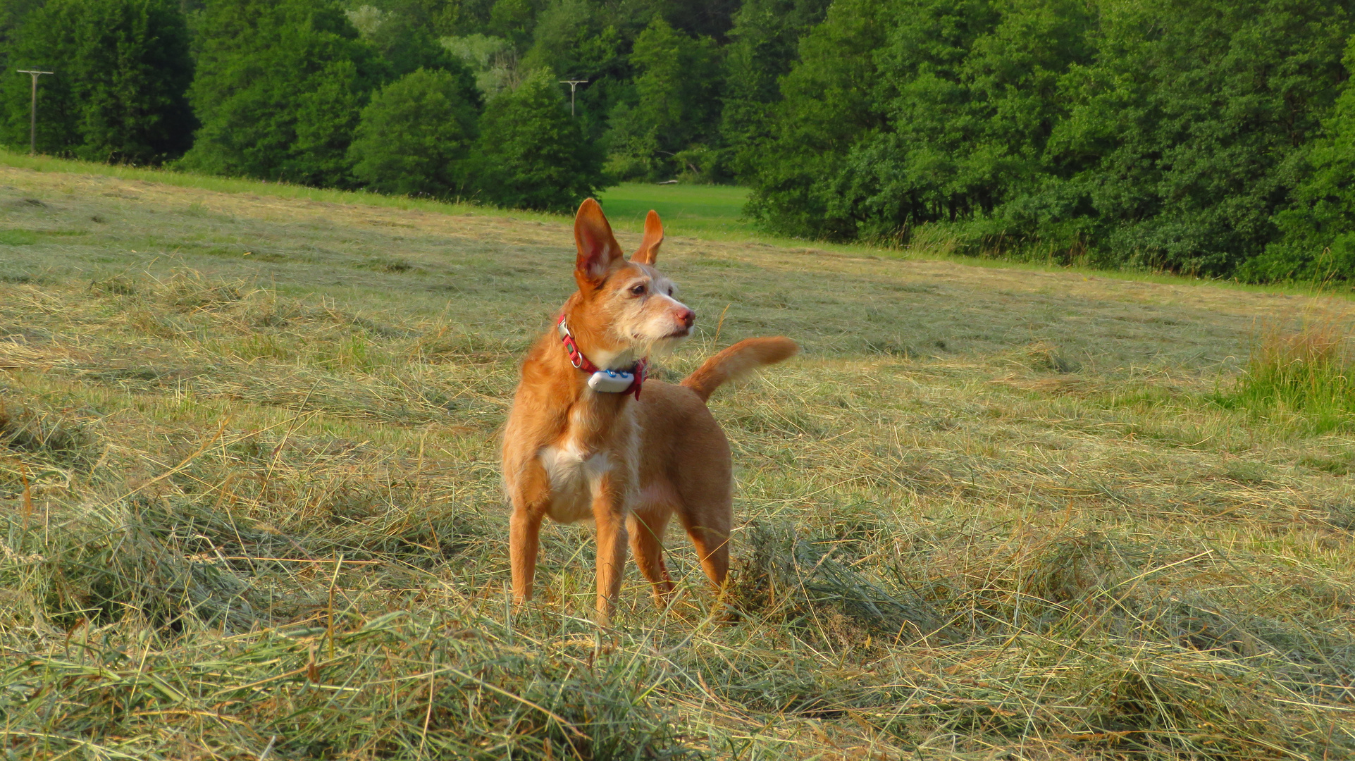 Ronja