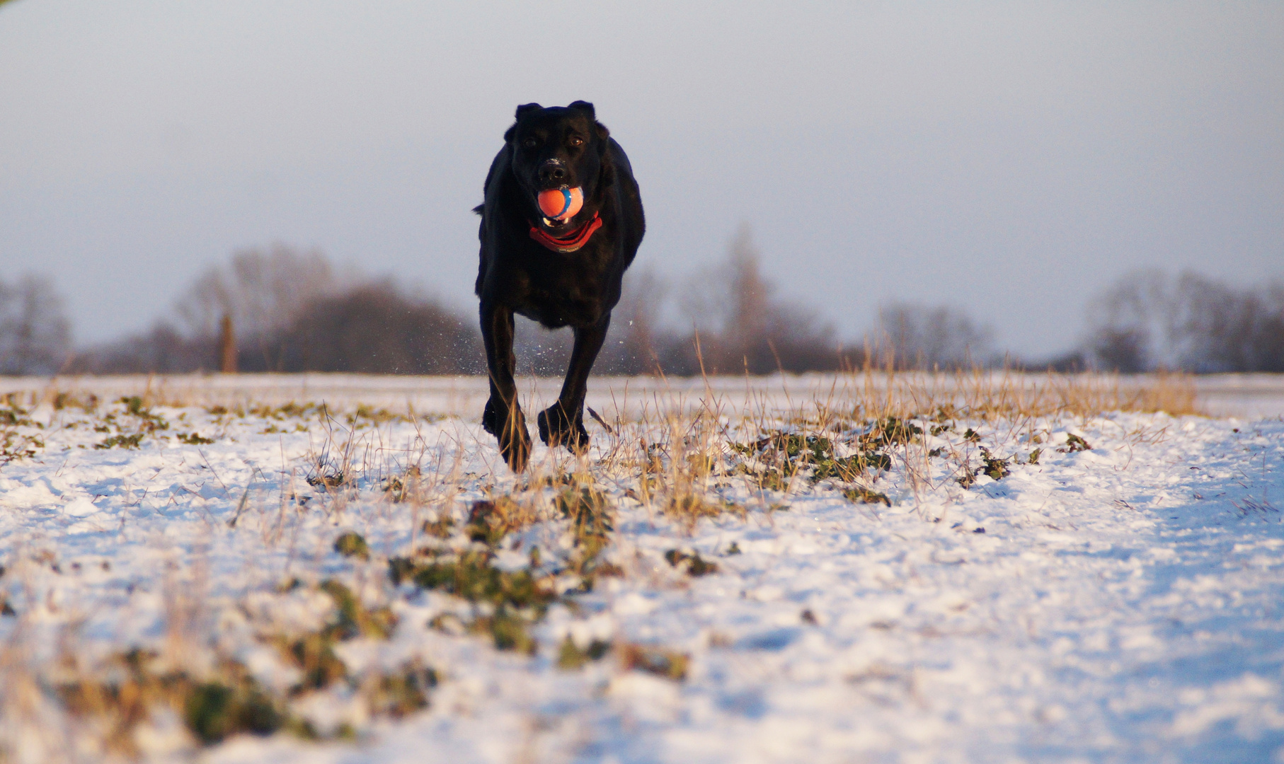 Ronja