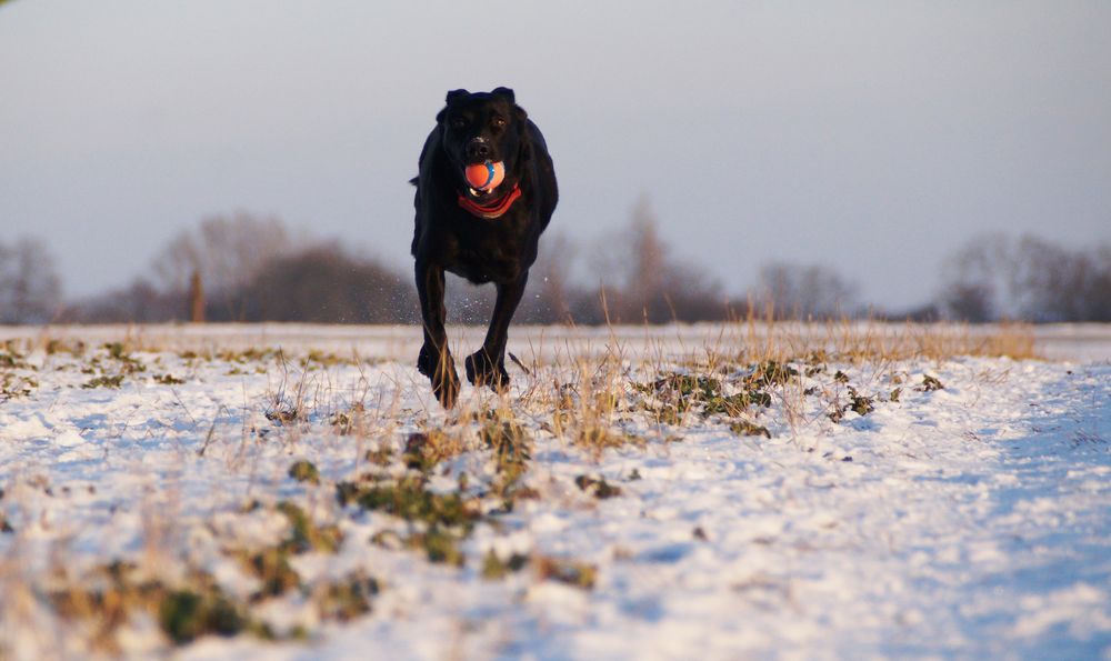 Ronja