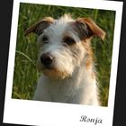 ronja