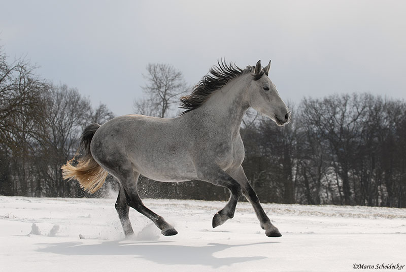 °° Ronja °°