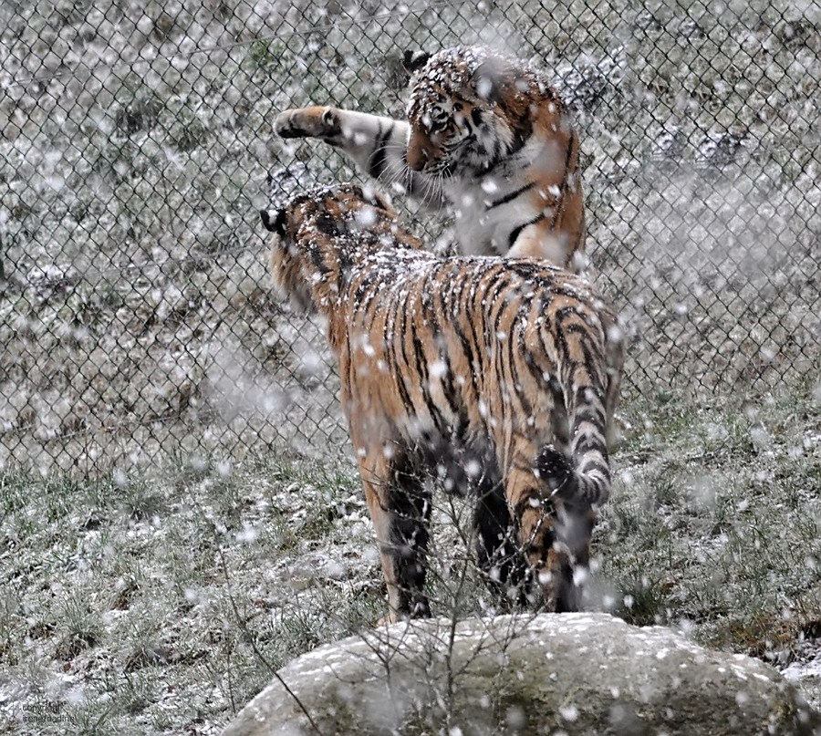 Ronja & Alex... Kampf im Schnee !!!