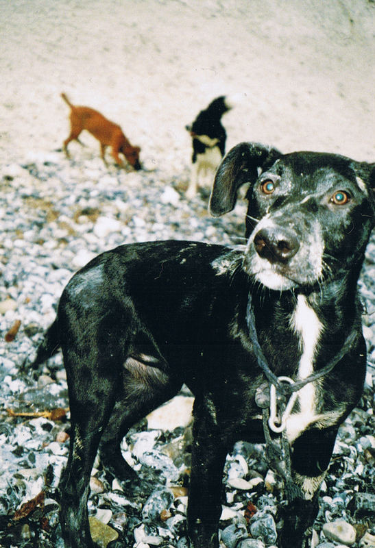 Ronja an den Kreidefelsen.....