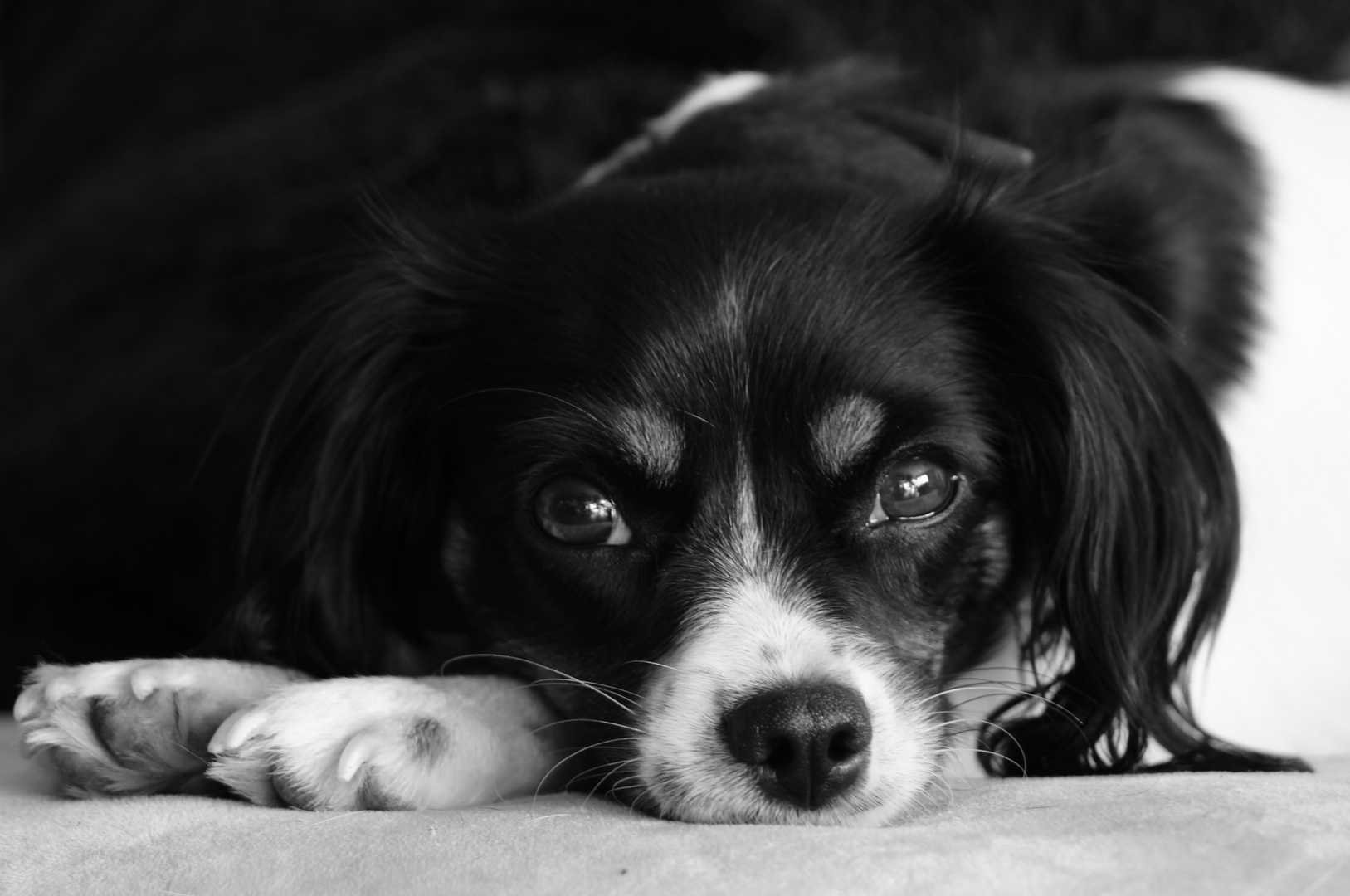 Ronja auf dem Sofa