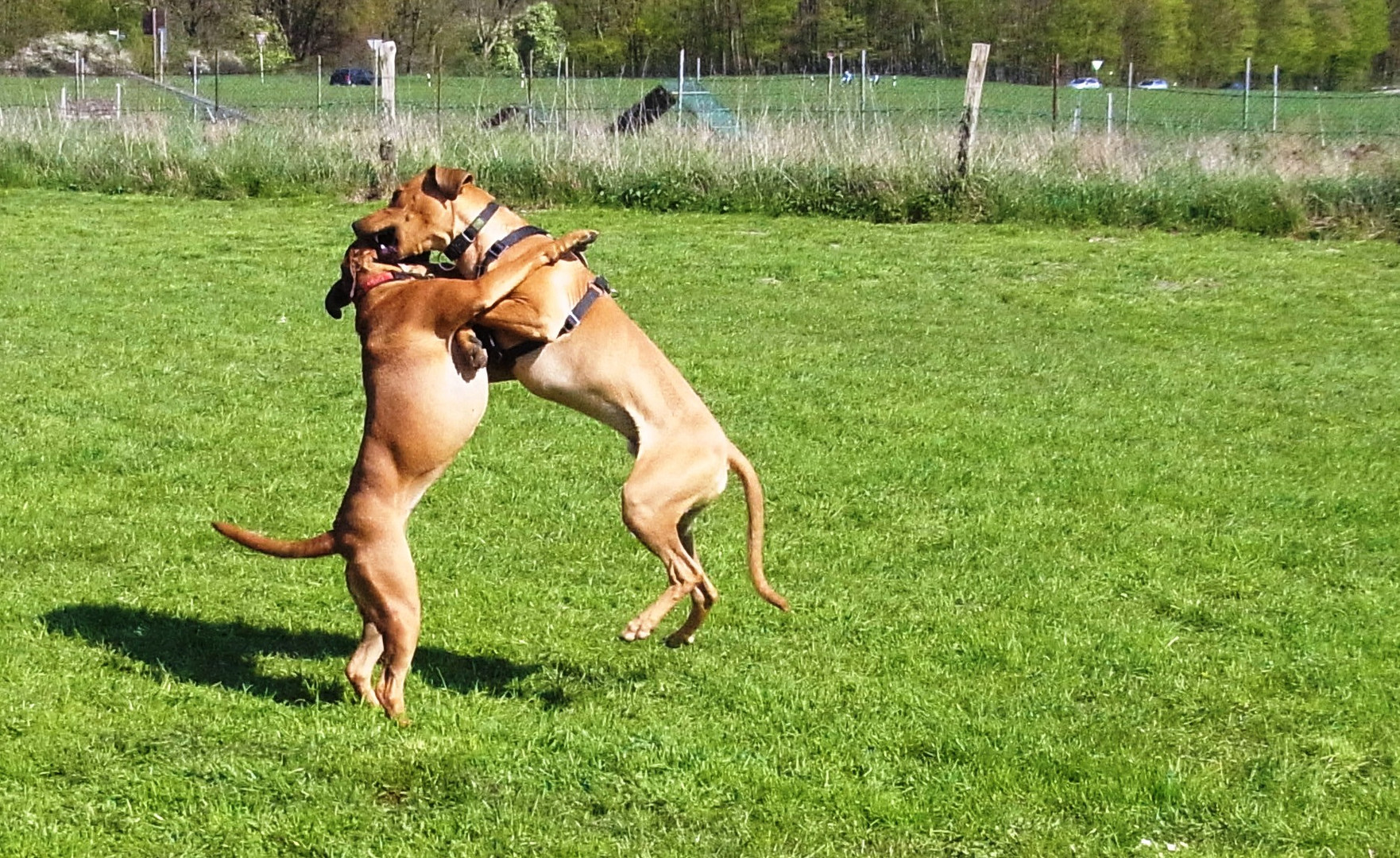 Ronja begrüsst Freund Ferdinand