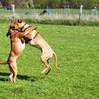 Ronja begrüsst Freund Ferdinand