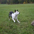 Ronja beim Ball spielen