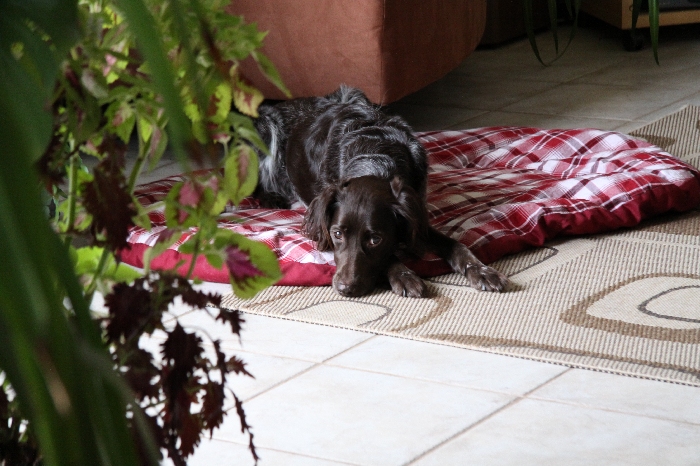 Ronja beim Chillen