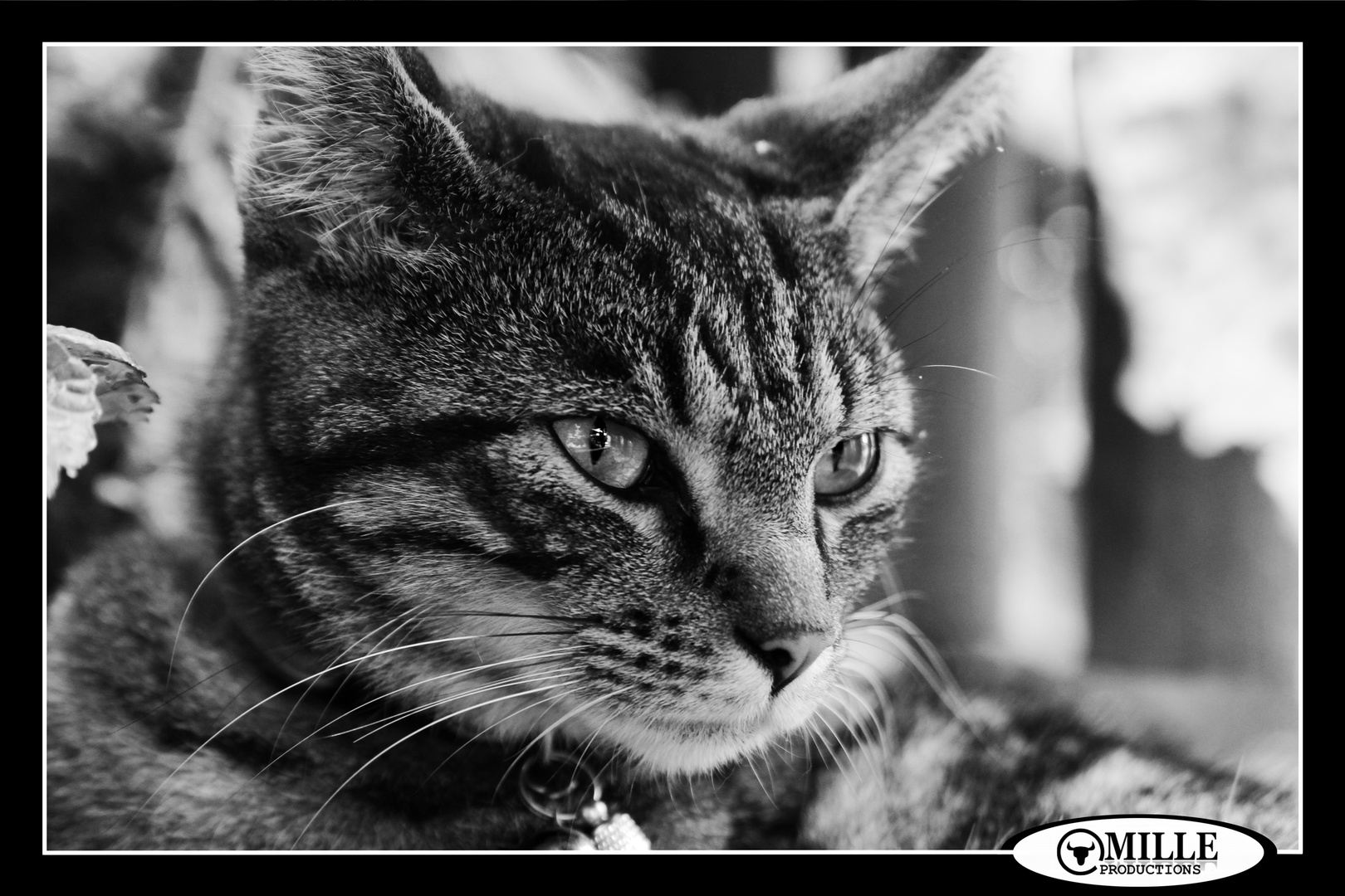 Ronja b/w