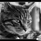 Ronja b/w