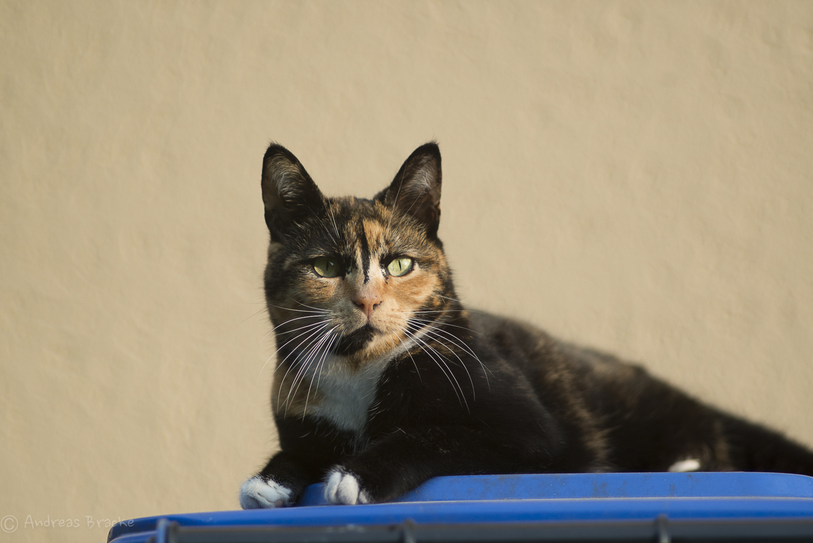 Ronja genießt die Abendsonne