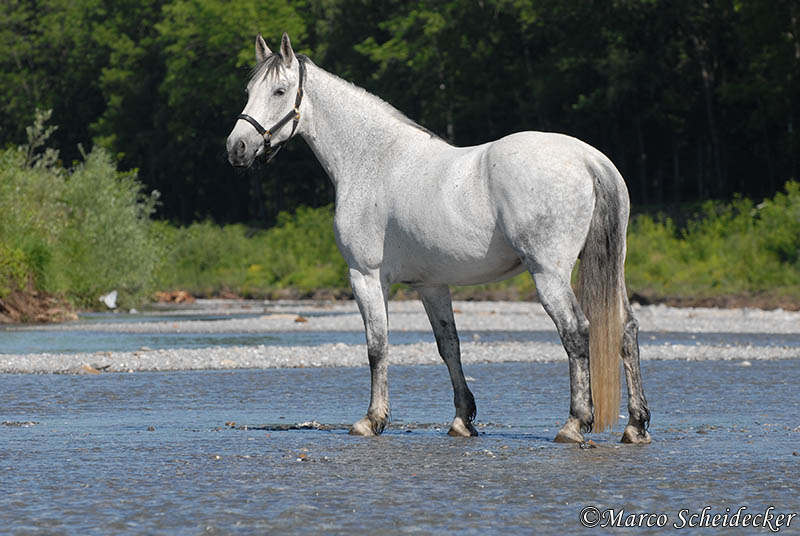 Ronja im Fluss..