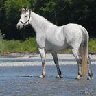 Ronja im Fluss..