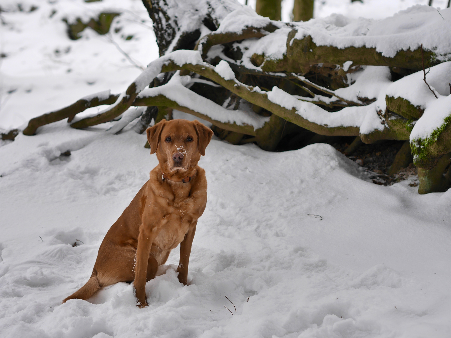 Ronja im Schnee und .....