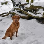 Ronja im Schnee und .....