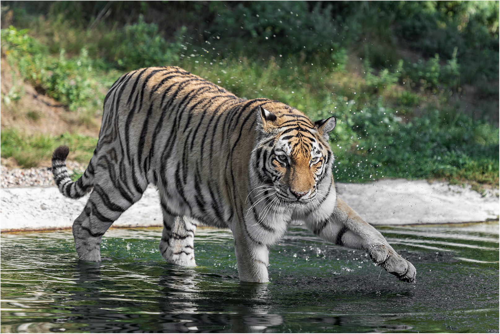 Ronja im Wasser.....