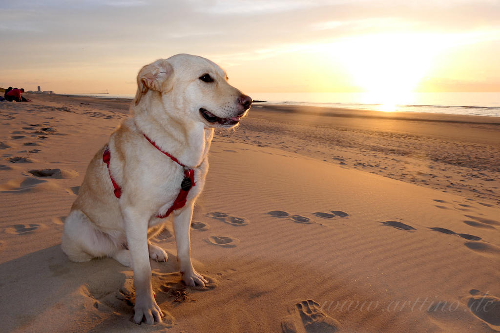 Ronja in Belgien-Bredene