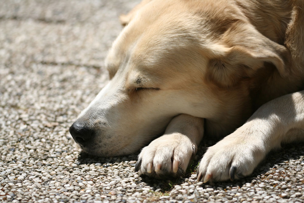 Ronja in der Sonne