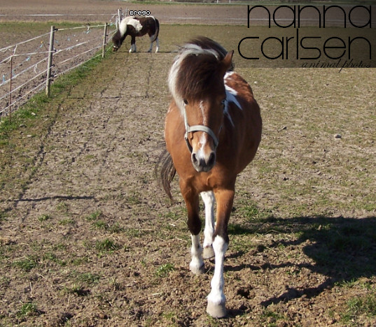 Ronja is on the way to me, she can see I have carrots © Nanna C.