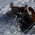 Ronja is to trundle in the white snow © Nanna C.