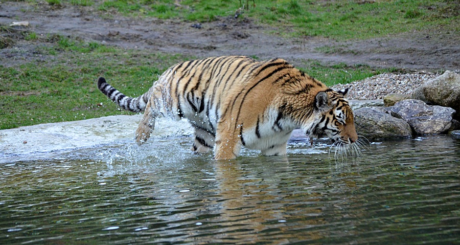 RONJA ... liebt das Wasser !!!