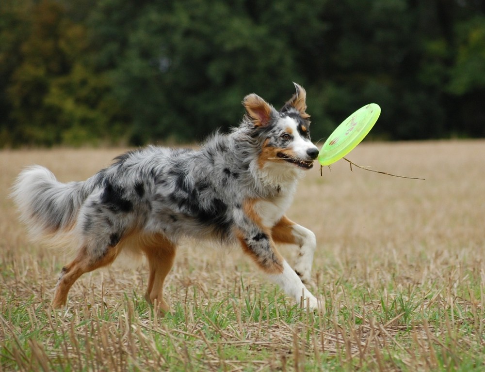 Ronja mit Frisbee