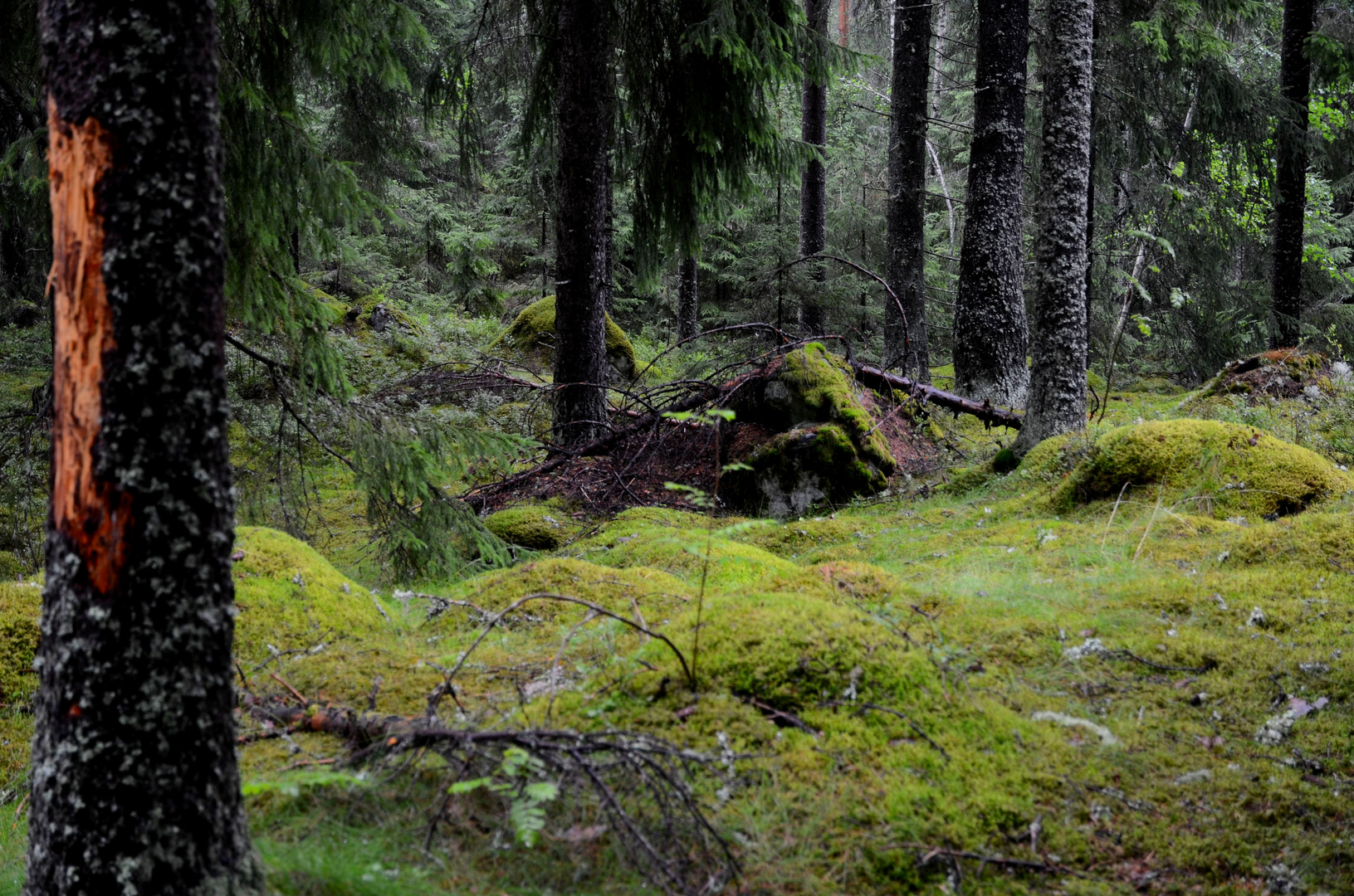 Ronja Räubertochter - Wald, Schweden, Juli 2011