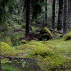 Ronja Räubertochter - Wald, Schweden, Juli 2011