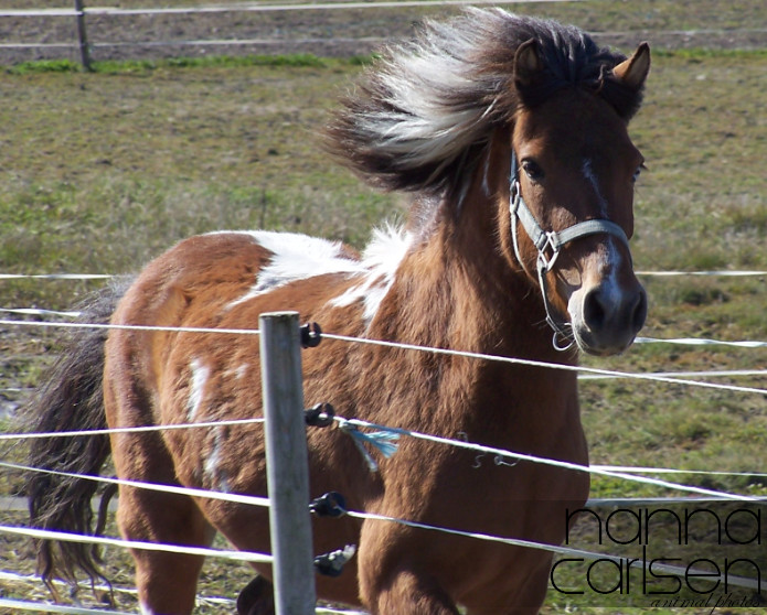 Ronja run up to the fence, to get food © Nanna C.