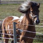 Ronja run up to the fence, to get food © Nanna C.