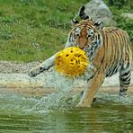 Ronja spielt Wasserball