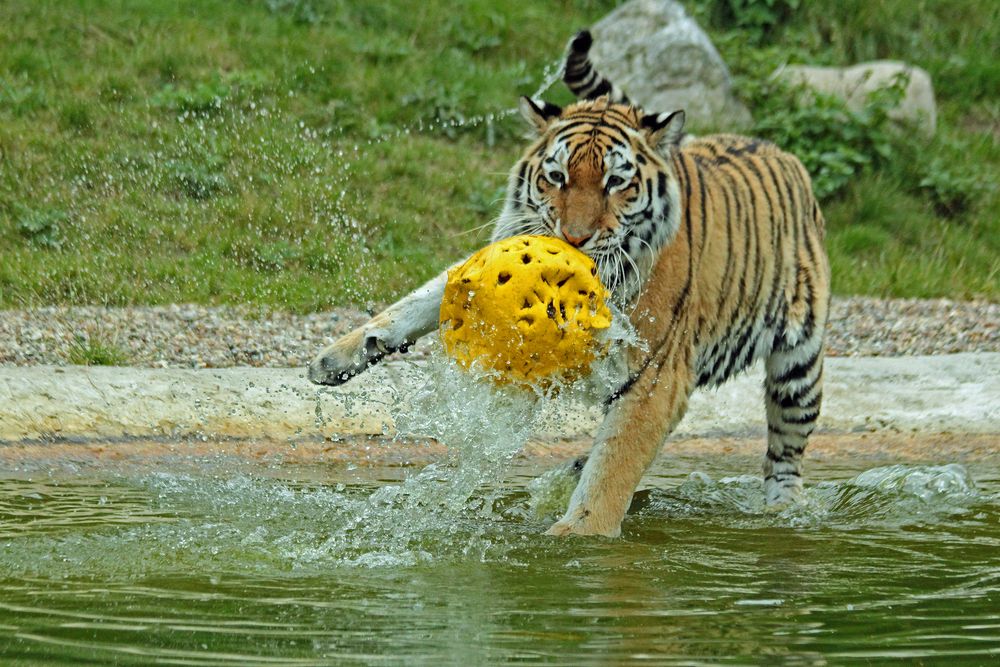 Ronja spielt Wasserball