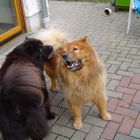 Ronja und Mingo