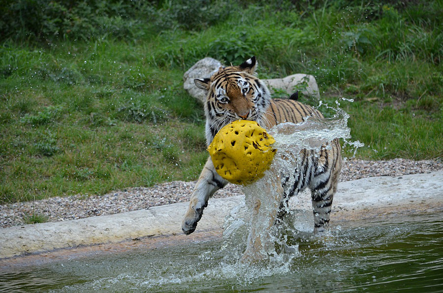 Ronja´s Wasserball !!!