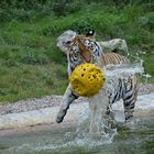 Ronja´s Wasserball !!!