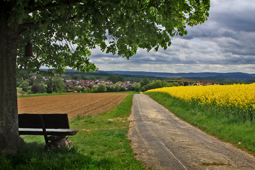 Ronneburg im Rapsfieber (3)