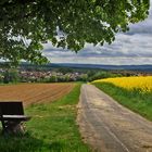 Ronneburg im Rapsfieber (3)