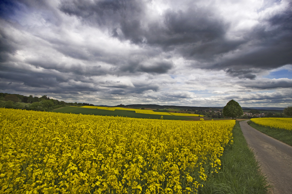 Ronneburg im Rapsfieber (4)