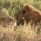 RonRonnements dans la savane africaine