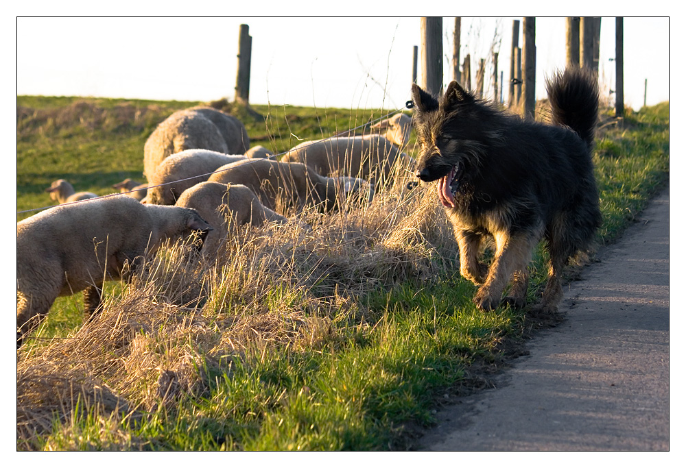 Ronsdorfer Hütehund