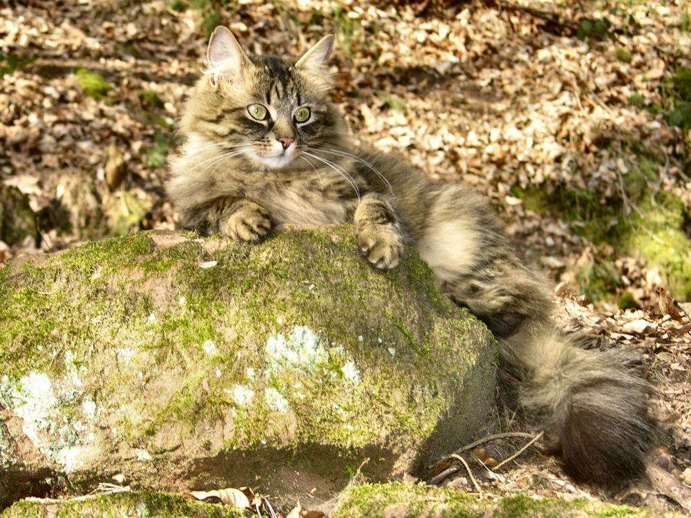 Ronya beim Relaxen