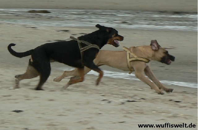 Ronya und Bilana rennen am Strand