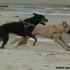 Ronya und Bilana rennen am Strand