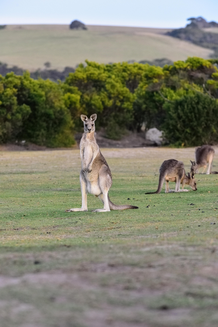 roo