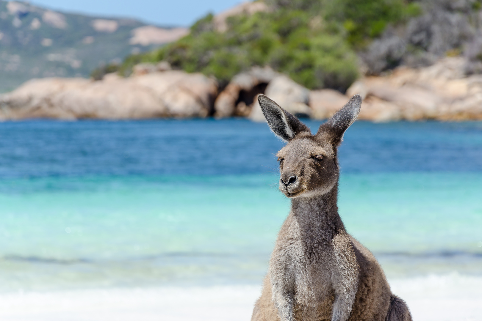 Roo at the beach