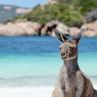 Roo at the beach