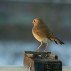 Rood borst op Balkon Flat 2 hoog