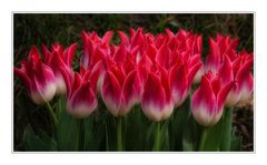 Rood-witte tulpen